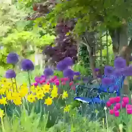 55% off Winter Flowering Bulb Collection